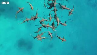 Saving Treasure Island ｜ Our Frozen Planet ｜ BBC Earth