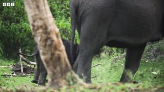 Baby Elephant Abandoned by Mother ｜ Bad Natured ｜ BBC Earth