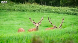 Crane Protects Baby Chick from Deer Herd ｜ 4K UHD ｜ Japan： Earth's Enchanted Islands ｜ BBC Earth