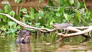 Pantanal： Wildfires in a Wildlife Haven ｜ Our Frozen Planet ｜ BBC Earth