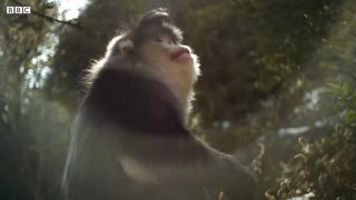 Close Call for Baby Snub-Nosed Monkey ｜ 4K UHD ｜ China： Nature's Ancient Kingdom ｜ BBC Earth