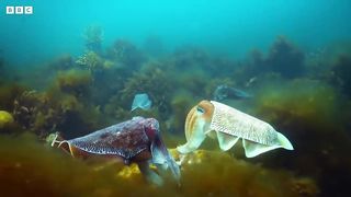 Robot Communicates with Male Cuttlefish ｜ Spy In The Ocean ｜ BBC Earth