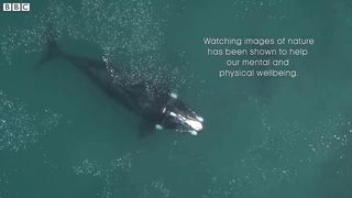 Take a Relaxing Journey Into Patagonia's Wildlife ｜ The Wild Place ｜ BBC Earth