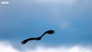 Climate Refugees Seek Shelter in a Mountain Refuge ｜ Our Frozen Planet ｜ BBC Earth