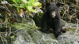 Bear Cubs' First Trip to the Seaside ｜ 4K UHD ｜ Seven Worlds One Planet ｜ BBC Earth