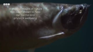 Unwind In Serene Underwater Worlds ｜ The Wild Place ｜ BBC Earth