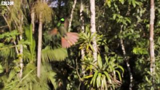 The Delightful Dance of Hummingbirds ｜ The Wild Place ｜ Relax with Nature ｜ BBC Earth