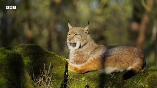 The Surprising Benefits of Protecting Predators ｜ Our Planet Earth ｜ BBC Earth