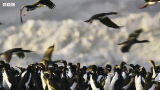 Penguins Crowd Surf Over Hundreds of Sea Lions ｜ 4K UHD ｜ Seven Worlds One Planet ｜ BBC Earth