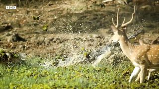 Mugger Crocodile Ambushes Deer at Watering Hole ｜ Planet Earth III ｜ BBC Earth