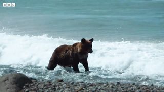 Humans Living Alongside Brown Bears ｜ 4KUHD ｜ Japan： Earth's Enchanted Islands ｜ BBC Earth