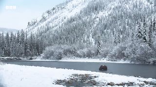 A Fragile Future for the Yukon’s Ice Bears ｜ Our Planet Earth ｜ BBC Earth