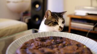 Pawsitively Perfect: Finding Joy in the Whiskers - A Feline Frenzy!