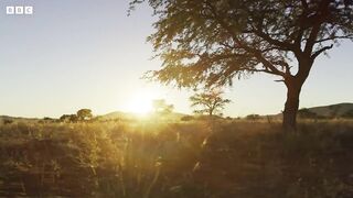 Pangolins and Aardvarks Search for Termites ｜ 4K UHD ｜ Seven Worlds One Planet ｜ BBC Earth