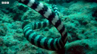 70-Year-Olds Who Hunt Venomous Snakes Using Their Bare Hands ｜ 4K UHD ｜ BBC Earth