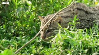 Fishing Cats ： Masters of the Water ｜ Big Cats ｜ BBC Earth