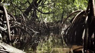 Crew Encounter Some Curious Creatures ｜ Planet Earth III Behind The Scenes ｜ BBC Earth