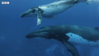 Baby Whale Playtime Gets Dangerous ｜ Spy In The Ocean ｜ BBC Earth