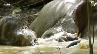 Baby Orangutan and Baby Elephant Vital to Plant's Survival ｜ How Nature Works ｜ BBC Earth