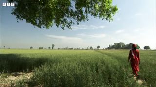 Paddy Fields Offer Sanctuary for Wild Birds ｜ Ganges ｜ BBC Earth