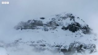 Bobcat Hunting in Winter ｜ 4K UHD ｜ Planet Earth II ｜ BBC Earth