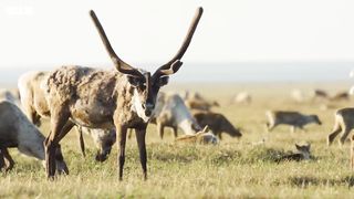 What Global Warming Means for Caribou ｜ Our Frozen Planet ｜ BBC Earth