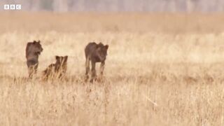 Lions Attempt to Take Down a Bull ｜ 4K UHD ｜ The Hunt ｜ BBC Earth