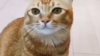 Cat that can sing