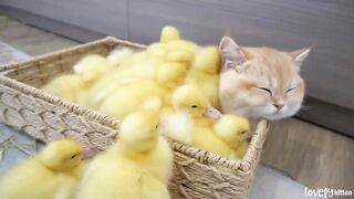 Ducklings jump into the basket to sleep with kitten Loki while .