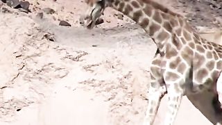 #amazinganimalsworld #fyp #animalslifestyle #wildlife