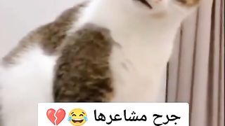 ضحكه علي السريع
