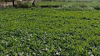 Punjab
