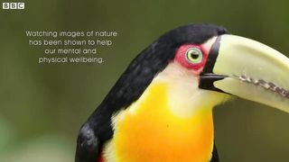 Relaxing Birdsong for Sleep and Meditation ｜ Relax With Nature ｜ BBC Earth