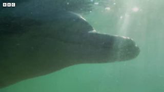 Hours-Old Baby Dolphin Learns to Swim ｜ Puck's Story Part 3 ｜ Dolphins of Shark Bay