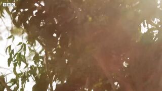 Six Giraffes Cross the Nile on a Boat ｜ Saving Giraffes Part 4 ｜ Africa's Gentle Giants ｜ BBC Earth