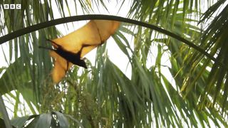 Crocodiles Sneak Attack Thirsty Bats ｜ 4K UHD ｜ Seven Worlds One Planet ｜ BBC Earth