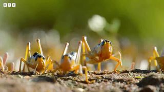 Locust Plague Devours 40,000 Tonnes of Vegetation ｜ Earth's Tropical Islands ｜ BBC Earth