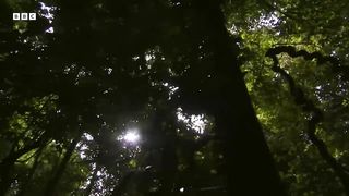 Mother Chimpanzee Teaches Baby to Catch Termites ｜ Natural World： Wild Mother and Babies ｜ BBC Earth