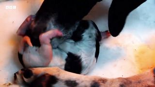 The Unique Bond Between Humans and Dogs ｜ Wonderful World of Puppies ｜ BBC Earth