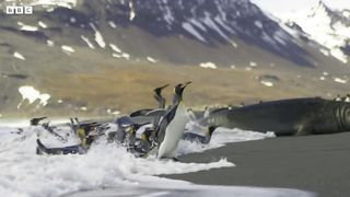 Baby Penguin Loses Parents ｜ 4K UHD ｜ Seven Worlds One Planet ｜ BBC Earth
