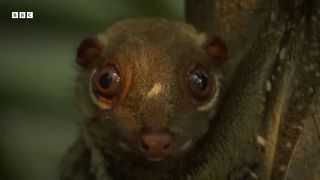 How Mammals Revolutionised Motherhood ｜ Natural World： Wild Mothers and Babies ｜ BBC Earth