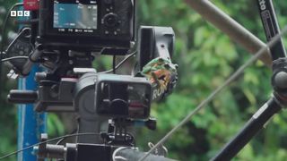 Chaotic Mating Explosion of Gliding Frogs ｜ Planet Earth III Behind The Scenes ｜ BBC Earth