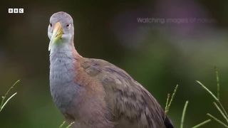 The Relaxing Natural World Of Birds ｜ The Wild Place ｜ BBC Earth