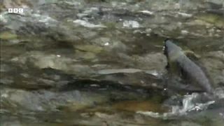 Grizzly Bear Hunts Salmon ｜ How Nature Works ｜ BBC Earth