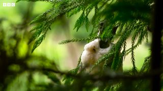 Frog Mating Foam Party ｜ 4K UHD ｜ Japan： Earth's Enchanted Islands ｜ BBC Earth