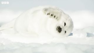 Harp Seal Pups are Losing their Homes ｜ Our Frozen Planet ｜ BBC Earth