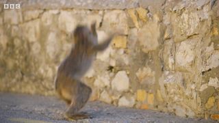 Infant Macaque Kidnapped ｜ 4K UHD ｜ Seven Worlds One Planet ｜ BBC Earth