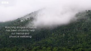 The Tranquil Forests of Cuba ｜ The Wild Place ｜ BBC Earth