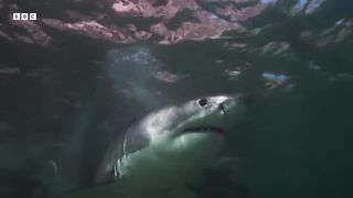 Great White Shark Mobbed by Gang Of Seals ｜ Planet Earth III ｜ BBC Earth