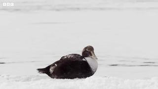 Eider Ducks Fight To Survive ｜ Behind the Scenes of Frozen Planet II ｜ BBC Earth